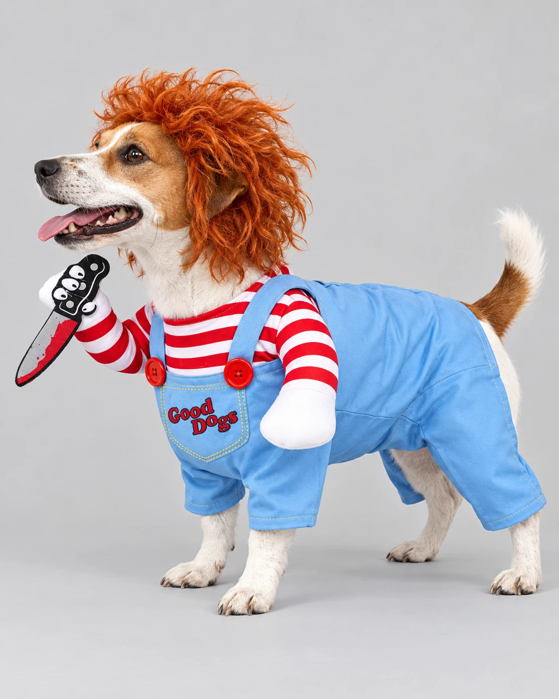 Side view of a Jack Russell wearing the costume